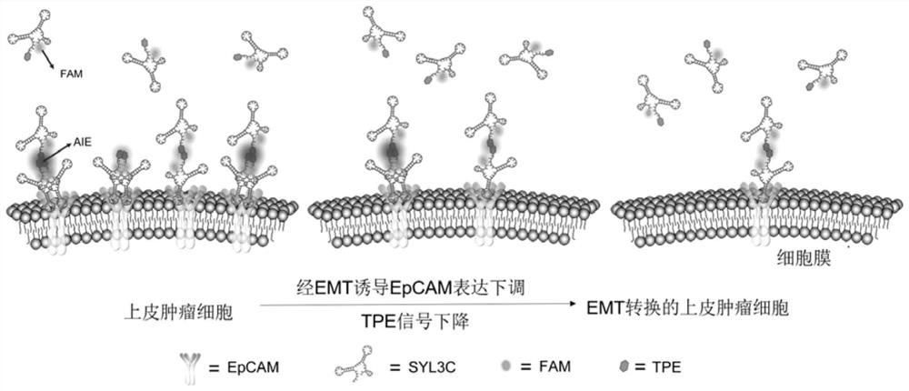 Screening probe of medicine for inducing tumor cell epithelial-mesenchymal transition as well as preparation method and application of screening probe