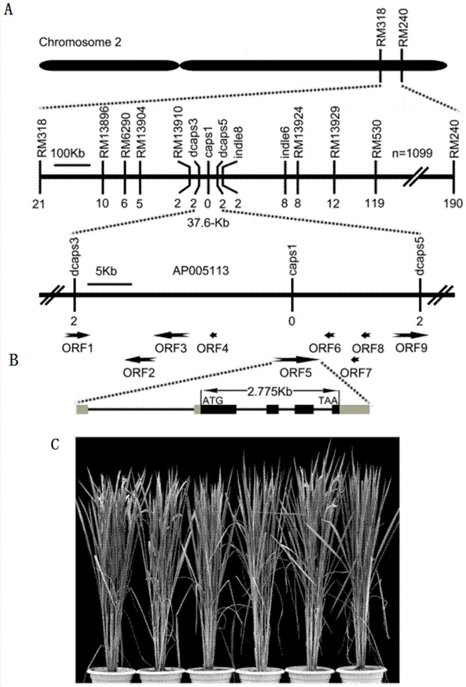 Group of genes DTH2 for controlling rice heading period and haplotype and application of genes DTH2