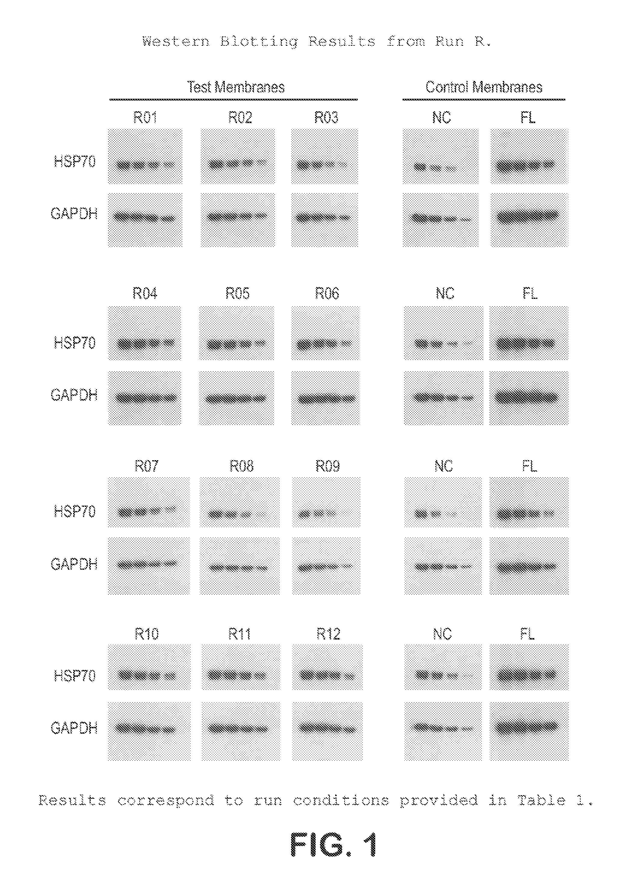 Hydrophilic, High Protein Binding, Low Fluorescence, Western Blotting Membrane