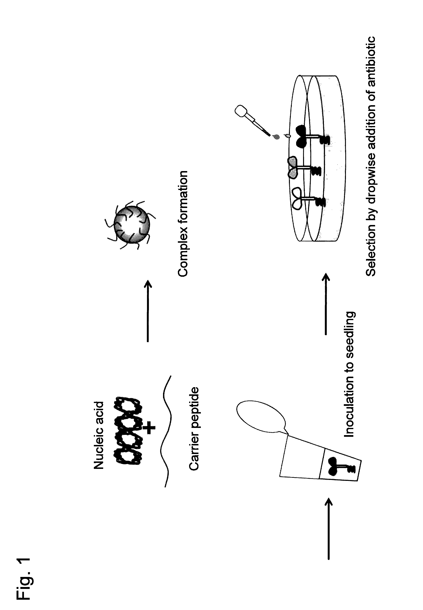 Plant transformation method