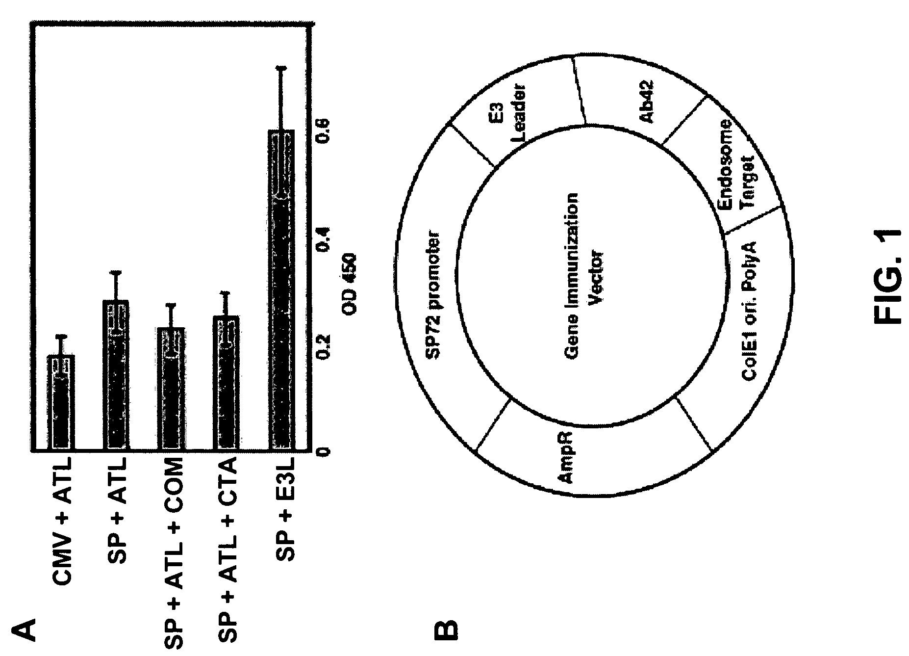 Amyloid beta gene vaccines