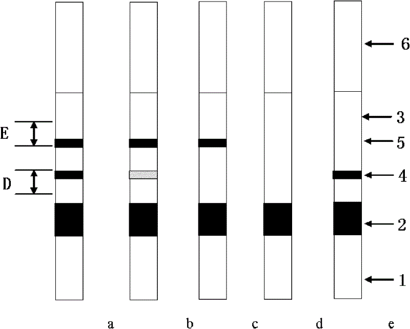 Colloidal gold chromatography anti-Sp100 antibody detection test paper and preparation method thereof