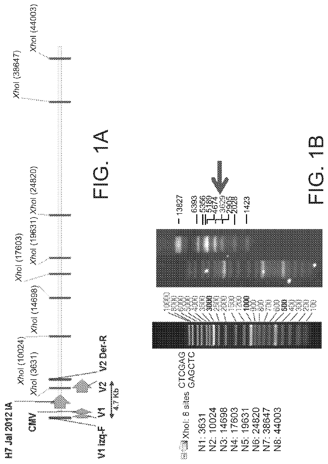 Vaccine in the form of a recombinant sero type 9 avian adenovirus vector