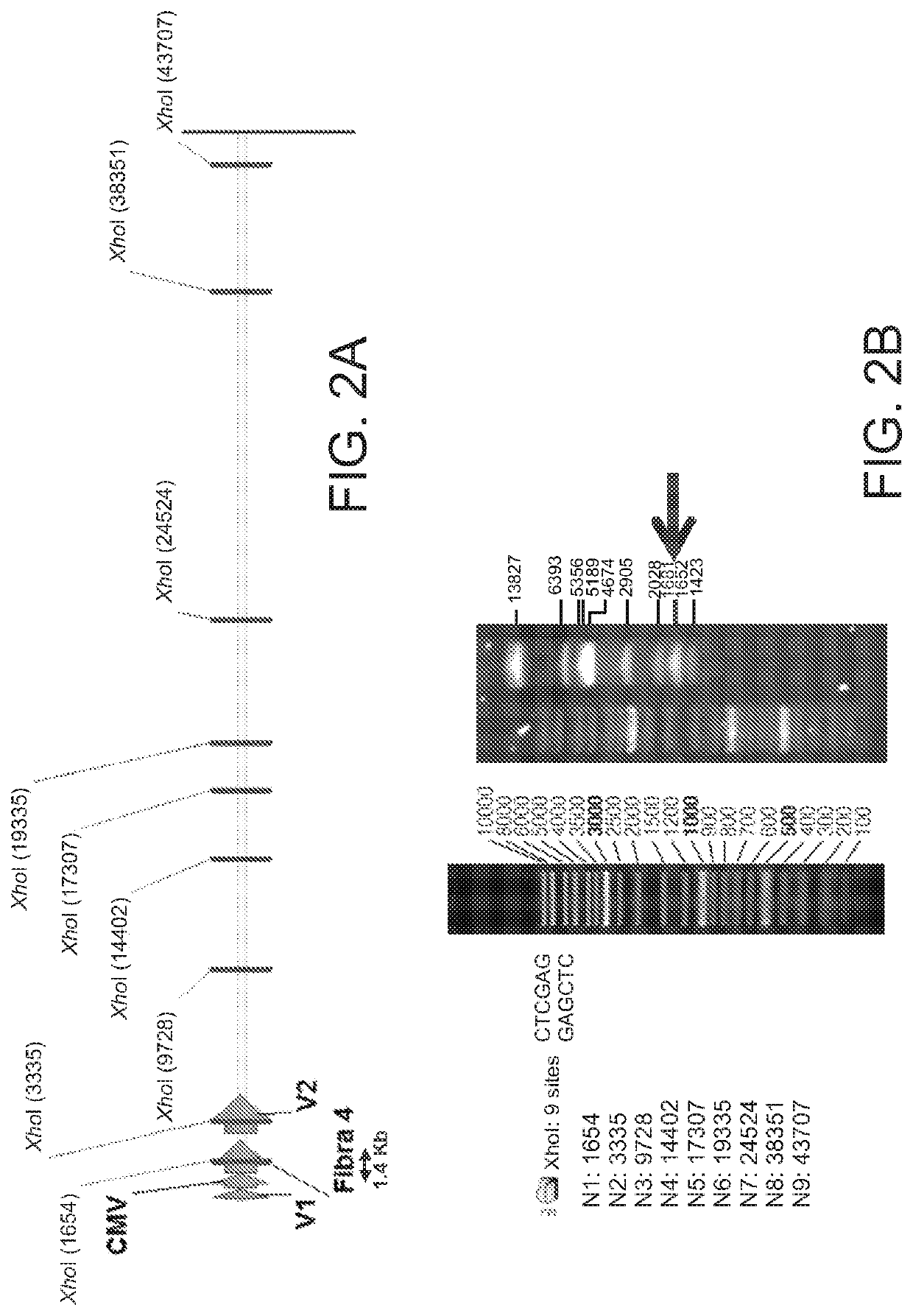 Vaccine in the form of a recombinant sero type 9 avian adenovirus vector