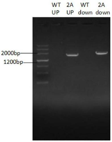 A method for increasing the co-production fermentation yield of s-adenosylmethionine and glutathione