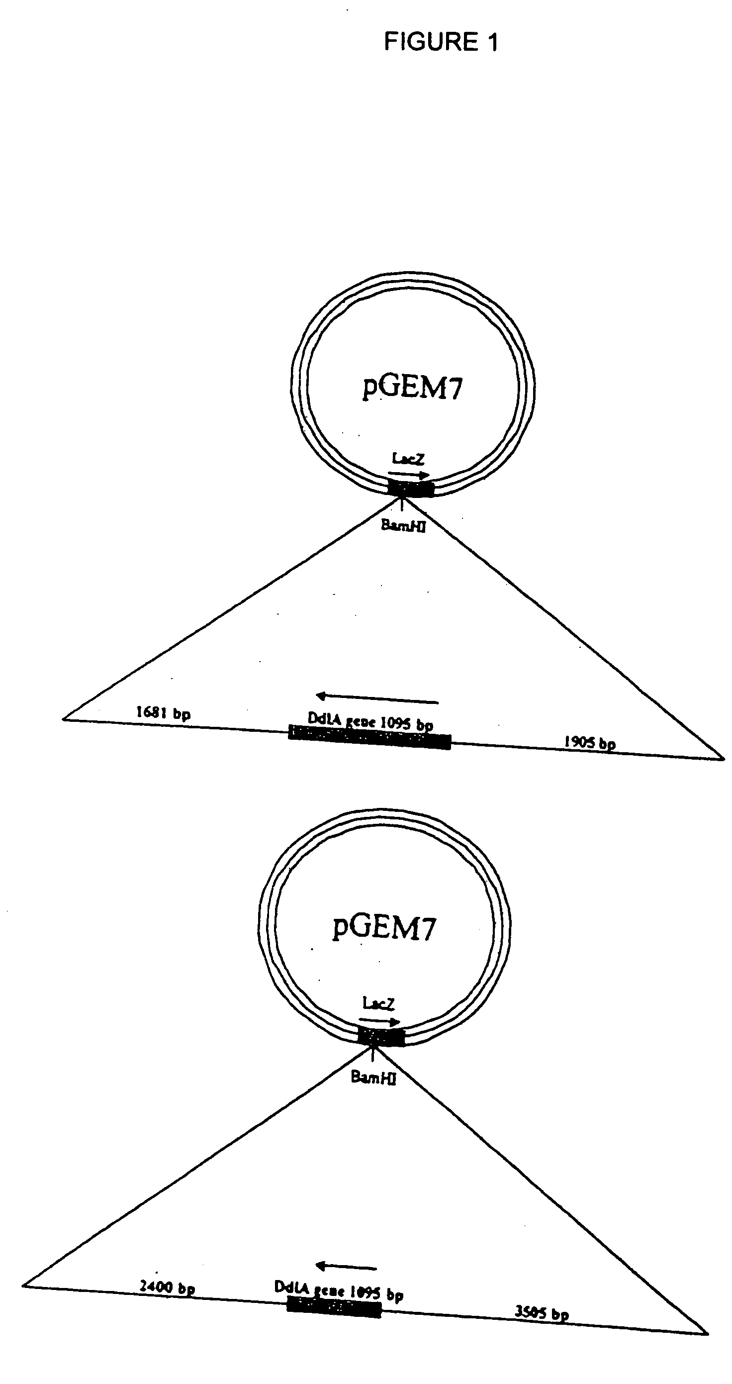 Method of inhibiting dihydrofolate reductase; screening assay for the identification of novel therapeutics and their cellular targets