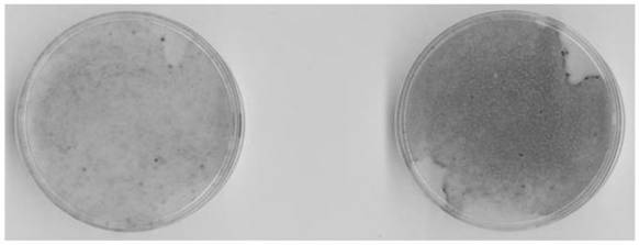 Differentiation agent and method for inducing differentiation of mouse preadipocyte 3t3-l1