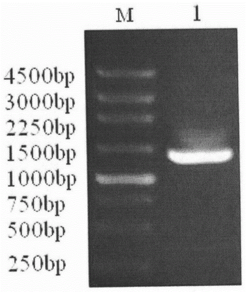 Copi β gene cDNA of a kind of cotton bollworm and its application