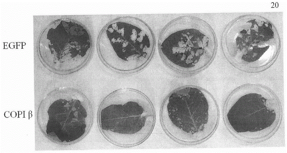 Copi β gene cDNA of a kind of cotton bollworm and its application