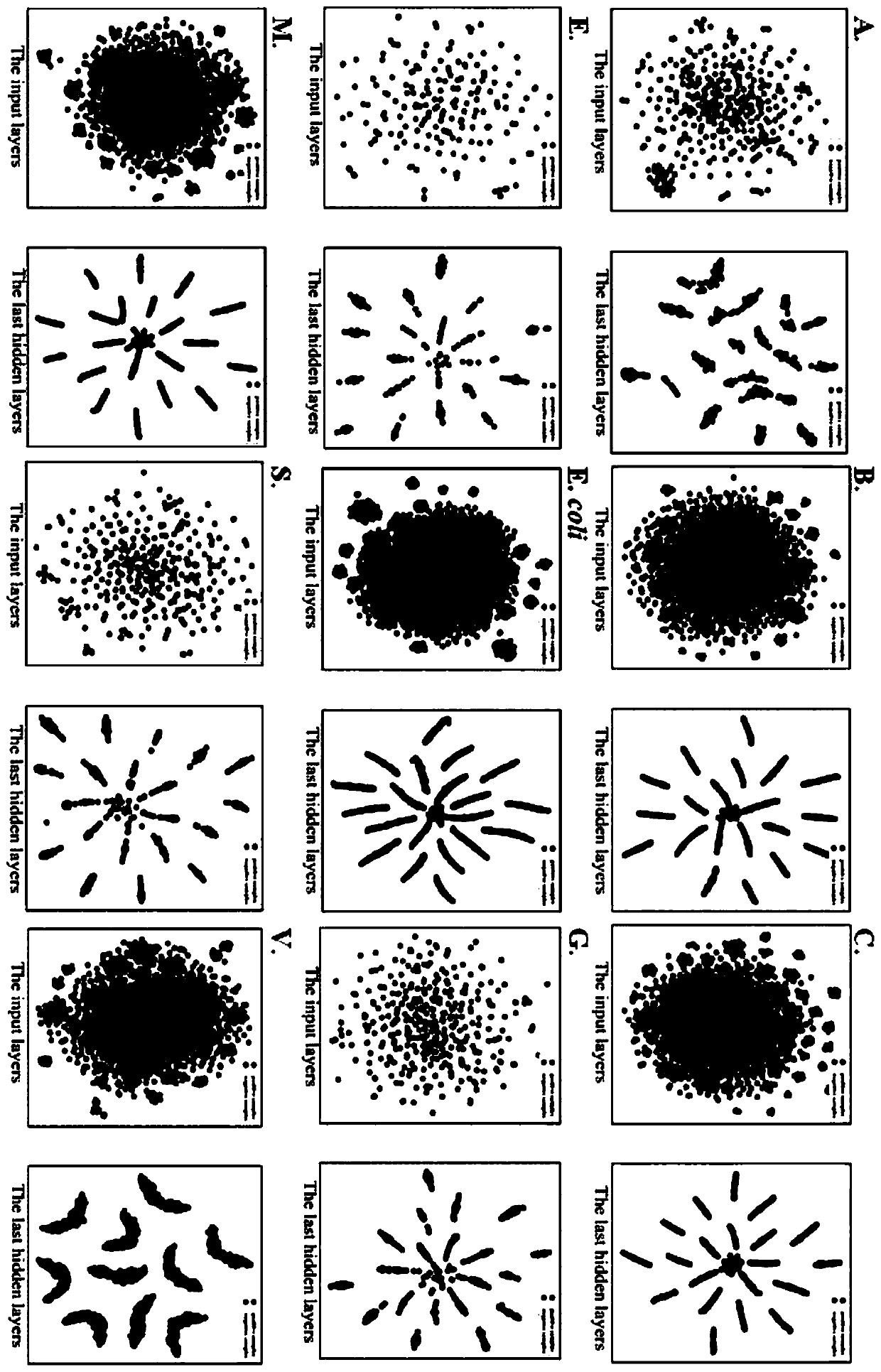 Prokaryotic acetylation site prediction method based on information fusion and deep learning