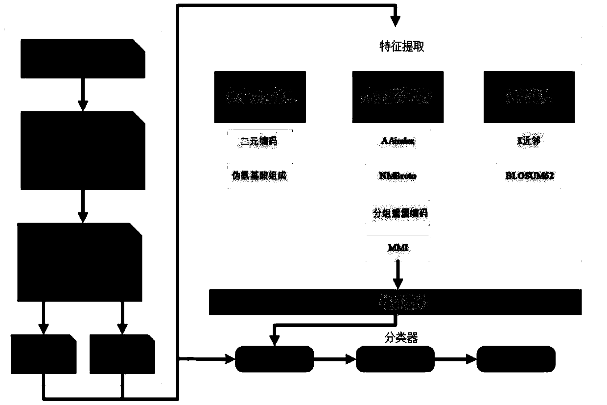 Prokaryotic acetylation site prediction method based on information fusion and deep learning