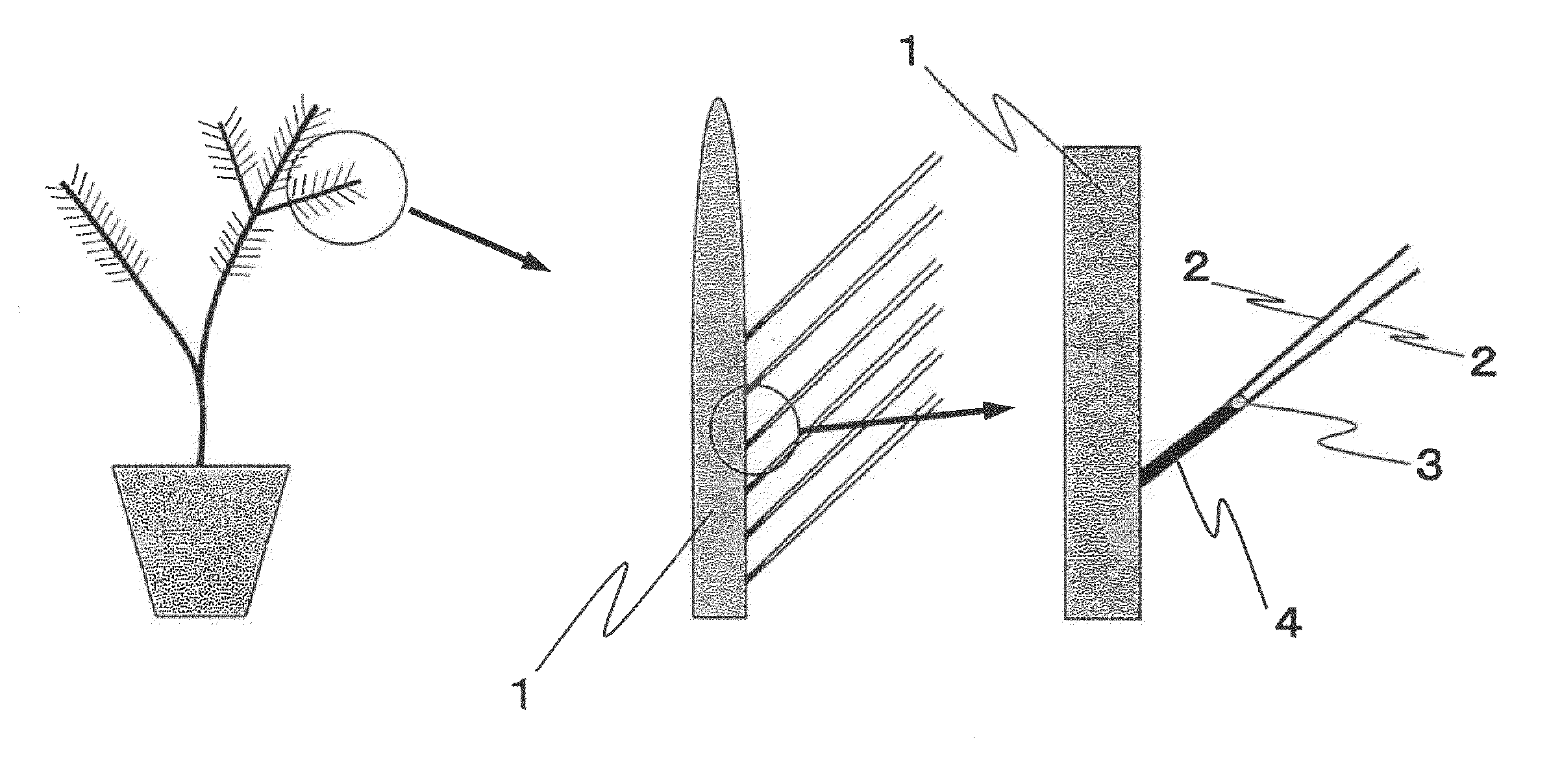 Method for producing rooted cutting of pinaceae tree