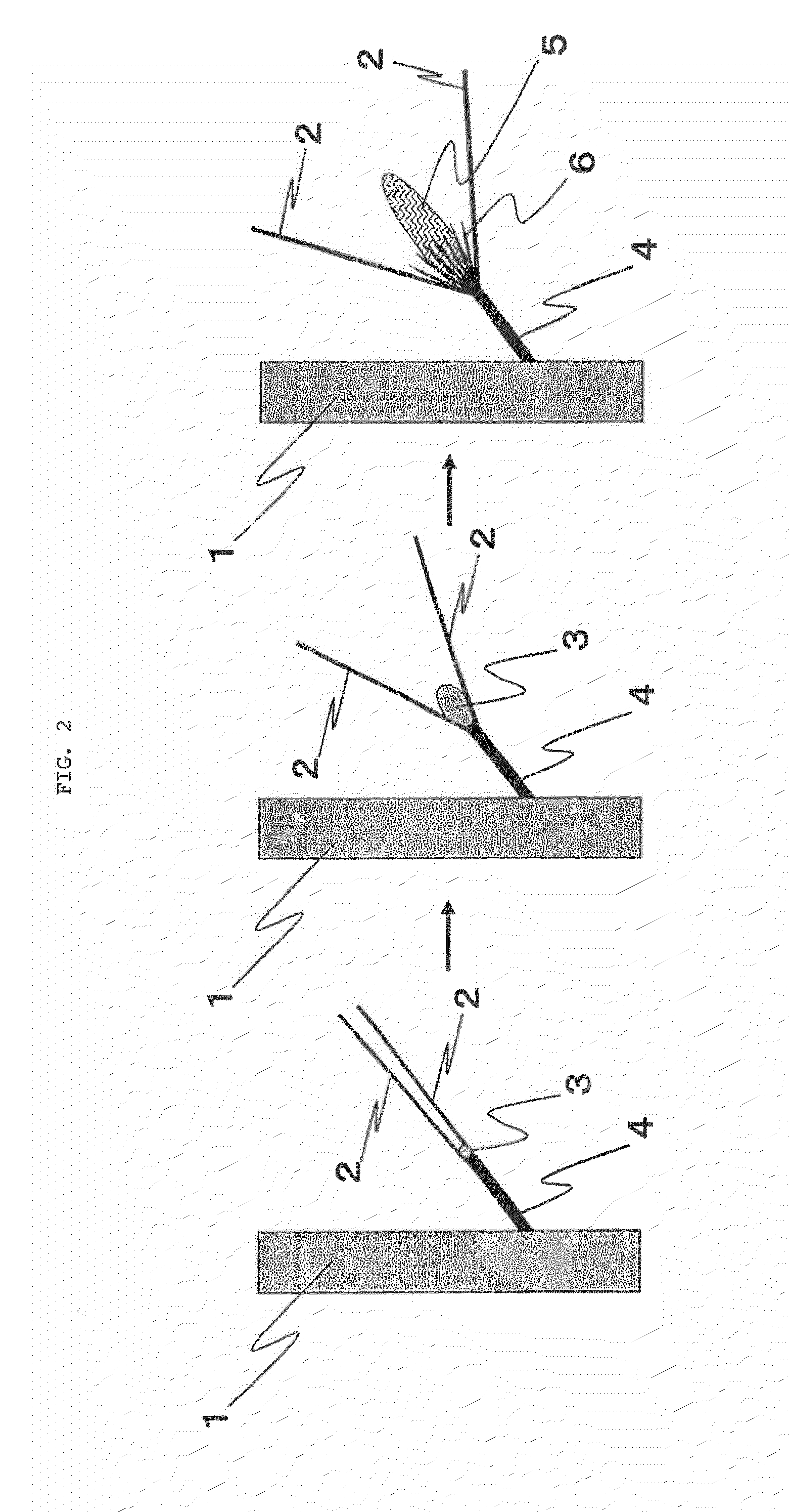 Method for producing rooted cutting of pinaceae tree