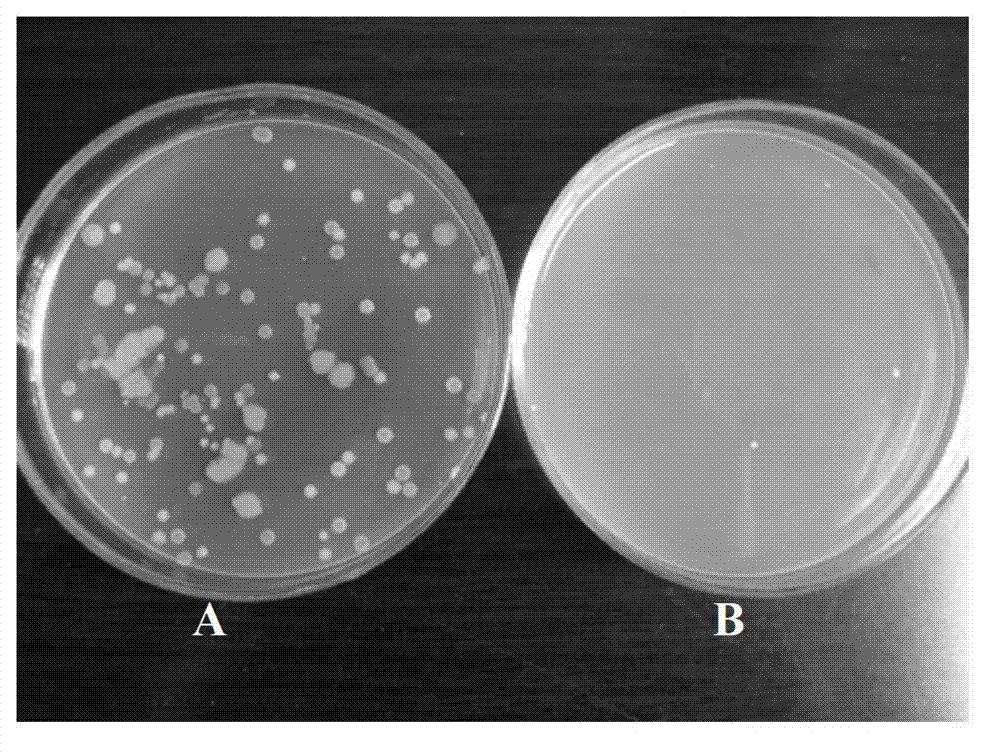 Microbial remediation curing adsorbing bacterial preparation applicable to marine environment petroleum pollution as well as preparation method and application of same