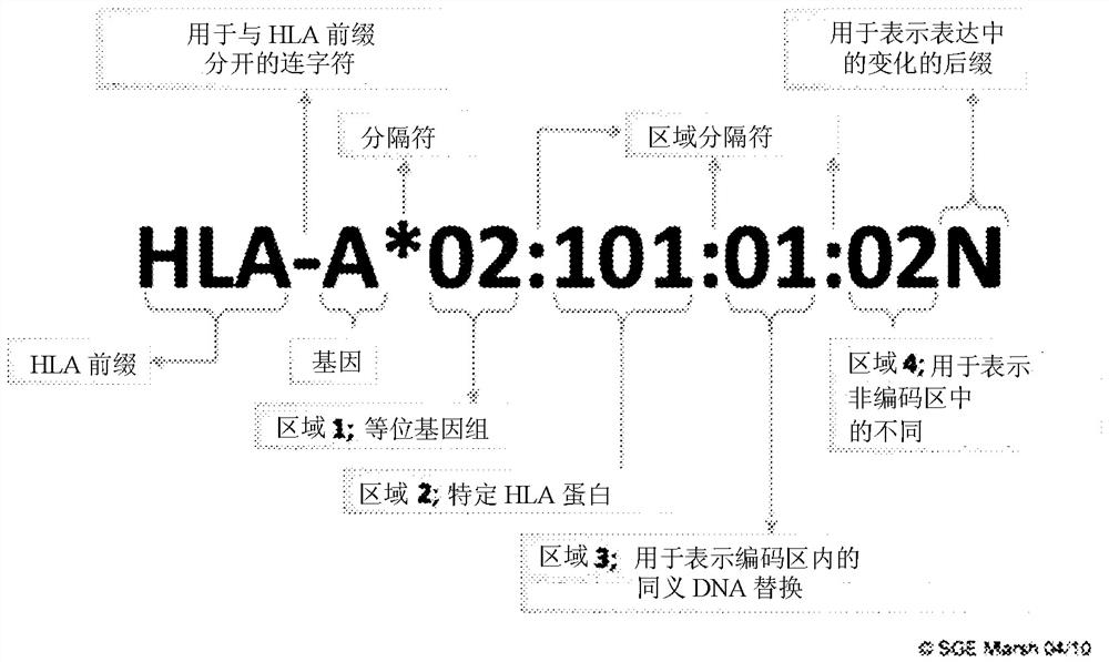 Multiple dna typing method and kit for hla gene