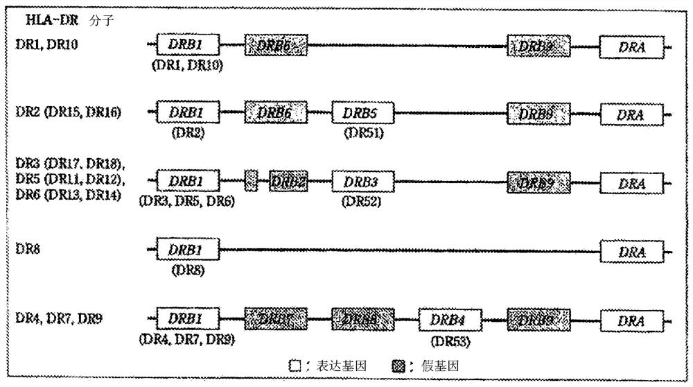 Multiple dna typing method and kit for hla gene