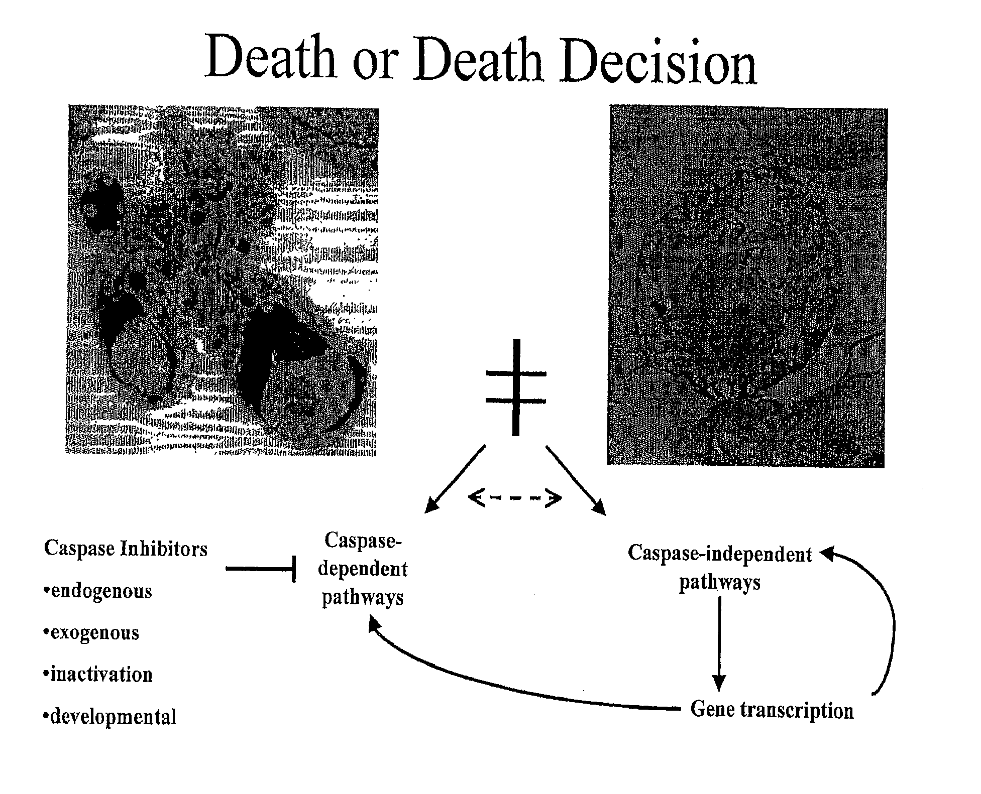 Modulators of paraptosis and related methods