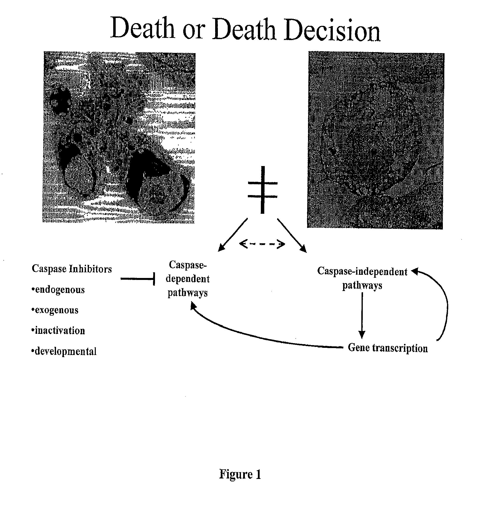 Modulators of paraptosis and related methods