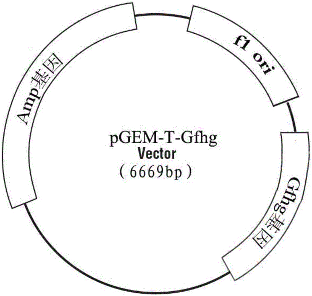 3-hydroxy-3-methylglutaryl-CoA reductase and coding gene and application of 3-hydroxy-3-methylglutaryl-CoA reductase