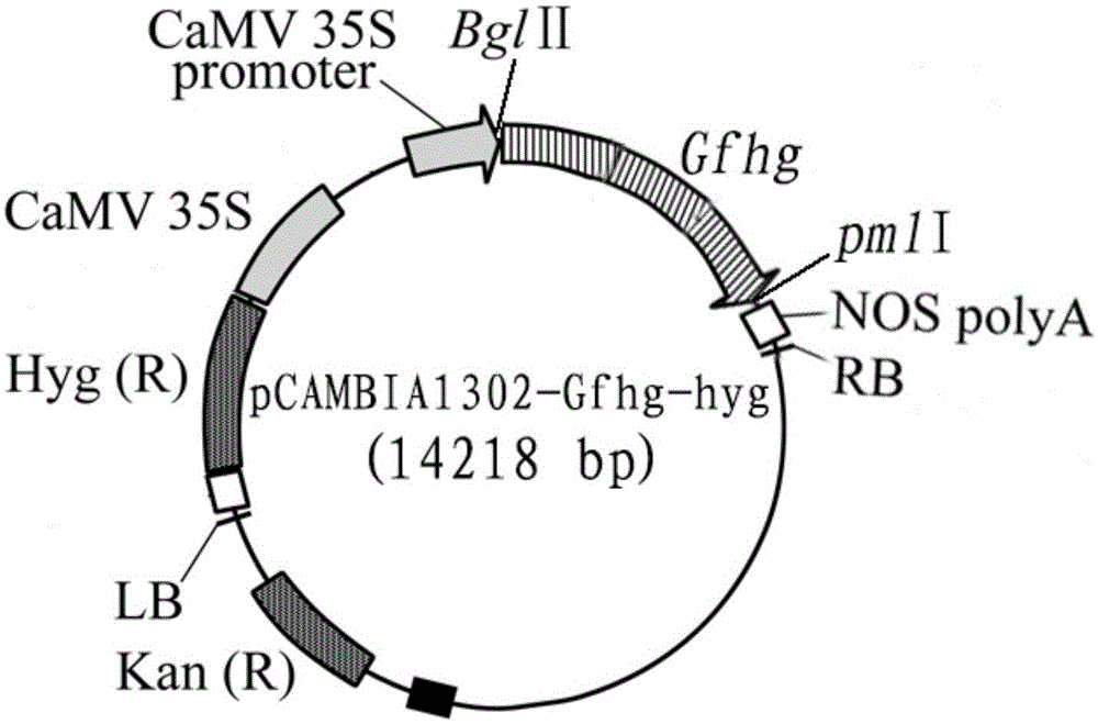 3-hydroxy-3-methylglutaryl-CoA reductase and coding gene and application of 3-hydroxy-3-methylglutaryl-CoA reductase