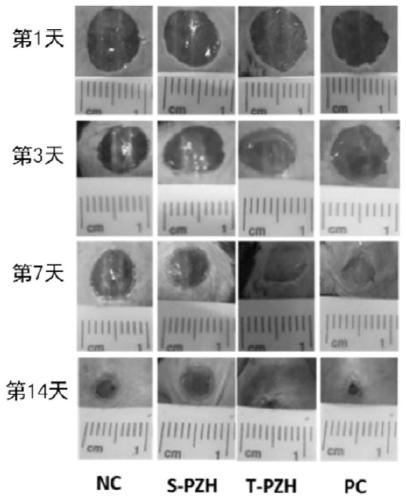 Application of anti-inflammatory and analgesic bolus and preparation thereof in preparation of medicine for promoting refractory wound healing