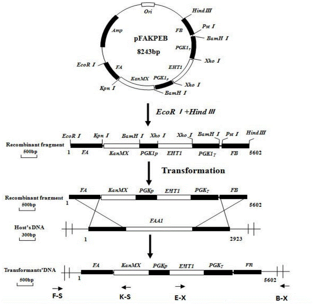 Saccharomyces cerevisiae engineering bacterium for highly yielding medium-chain fatty acid ethyl ester as well as construction method thereof