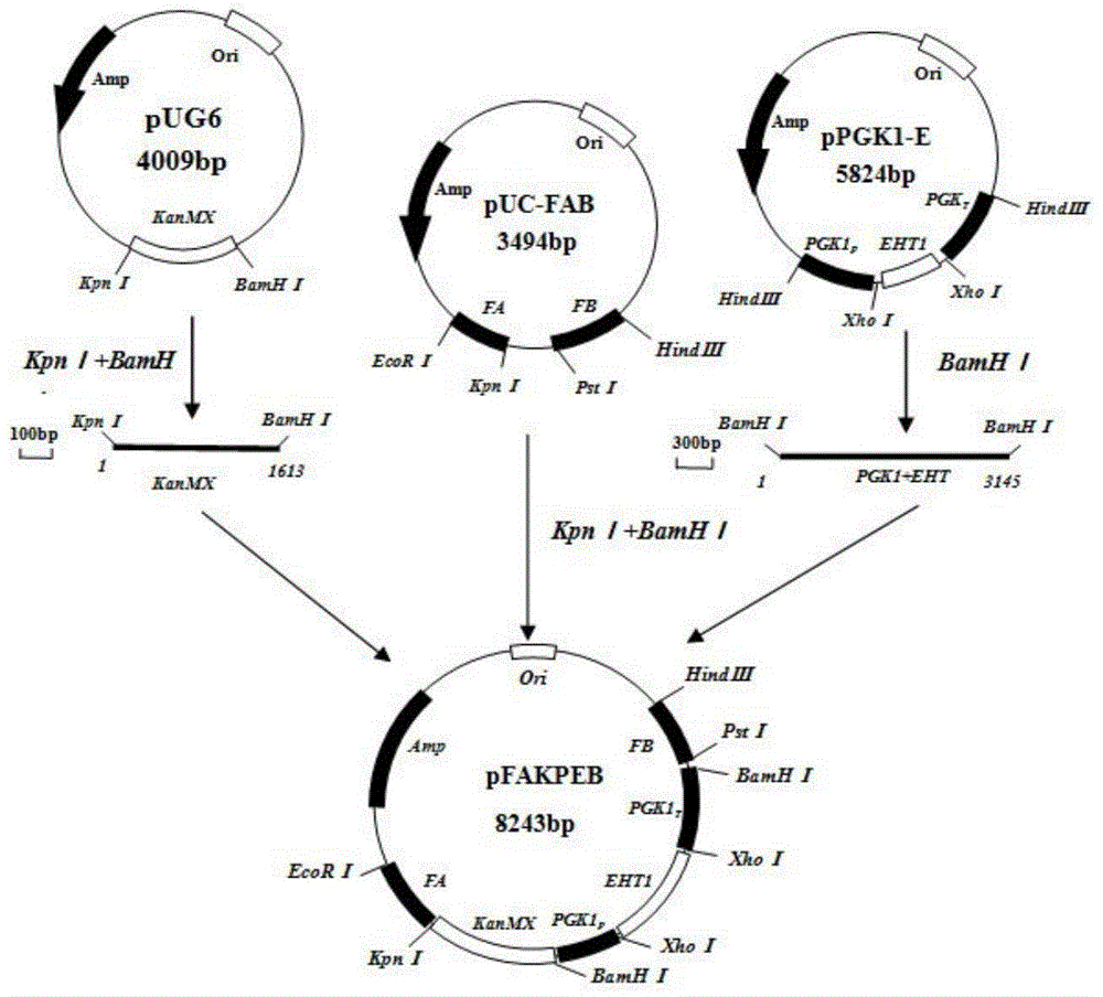 Saccharomyces cerevisiae engineering bacterium for highly yielding medium-chain fatty acid ethyl ester as well as construction method thereof