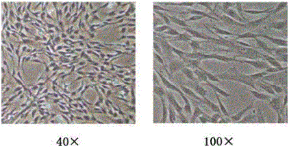 Novel medicine composition capable of stimulating collagen secretion and uses thereof