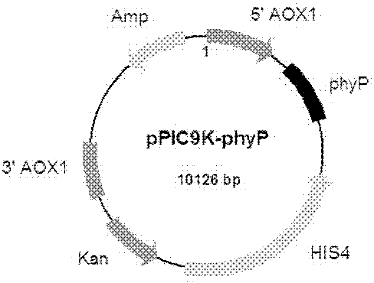 A kind of Paenibacillus neutral phytase