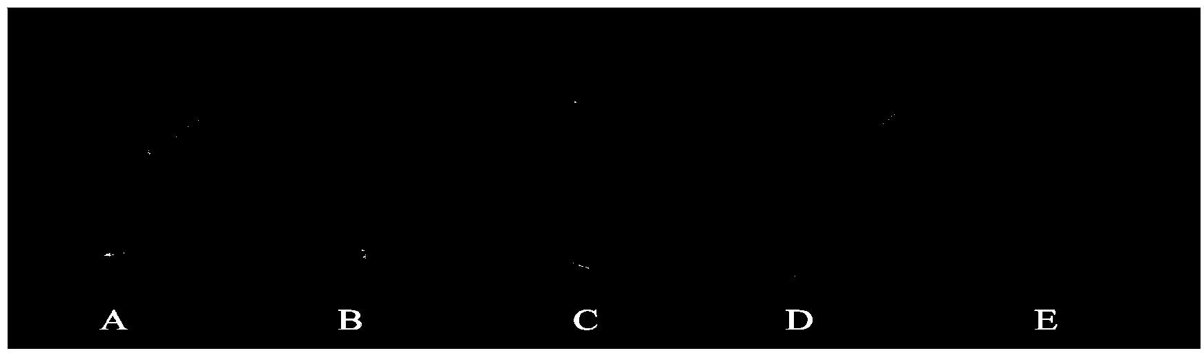 High-throughput plant type measurement method based on image processing