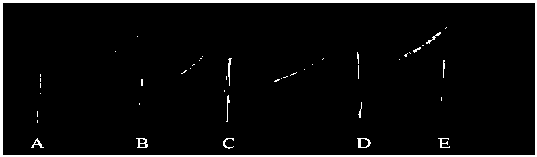 High-throughput plant type measurement method based on image processing