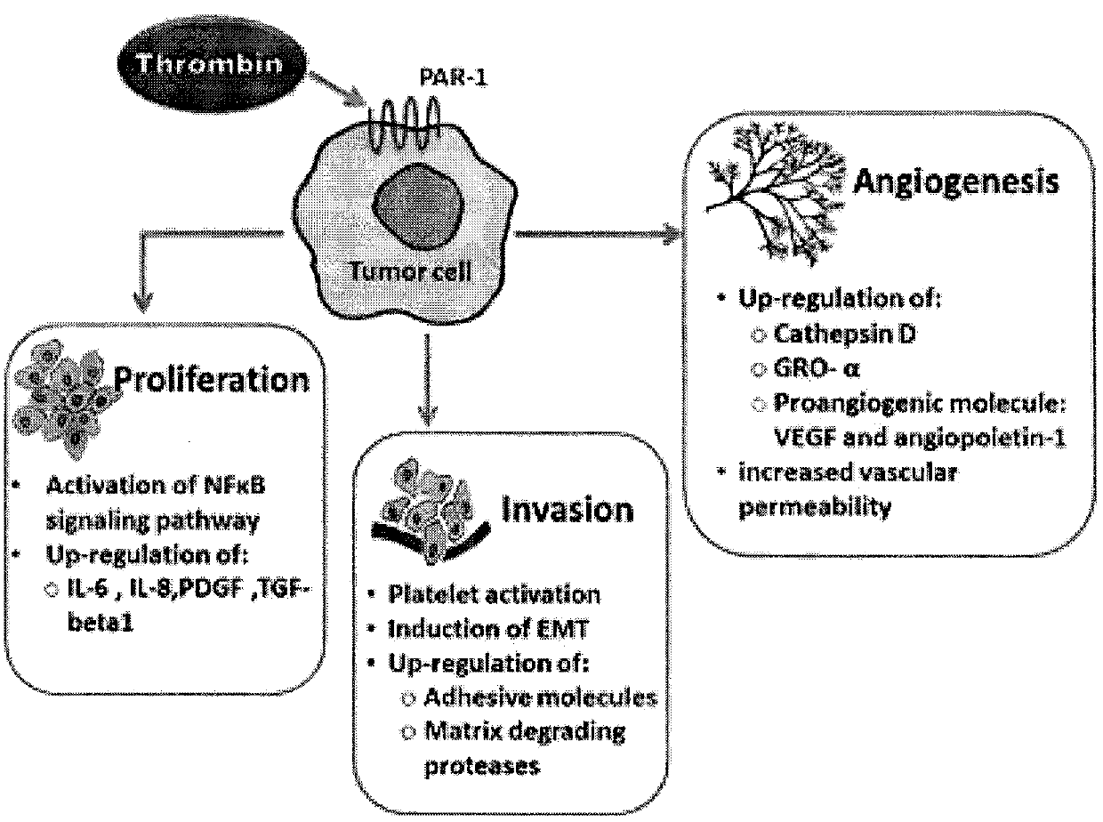 Use of thrombin inhibitor in preparation of anti-tumor invasion and metastasis drug