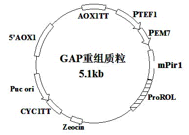 Surface displaying system for rhizopus oryzaelipase, and preparation method and application of surface displaying system