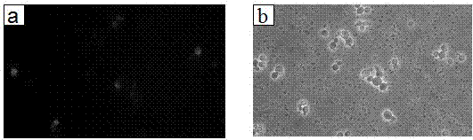 Surface displaying system for rhizopus oryzaelipase, and preparation method and application of surface displaying system