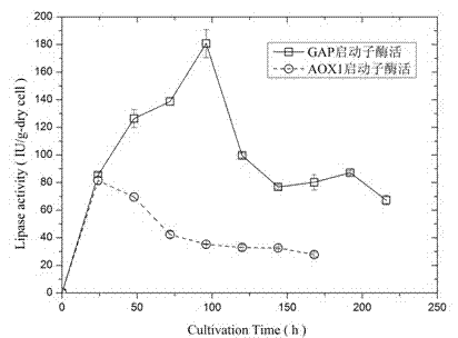 Surface displaying system for rhizopus oryzaelipase, and preparation method and application of surface displaying system