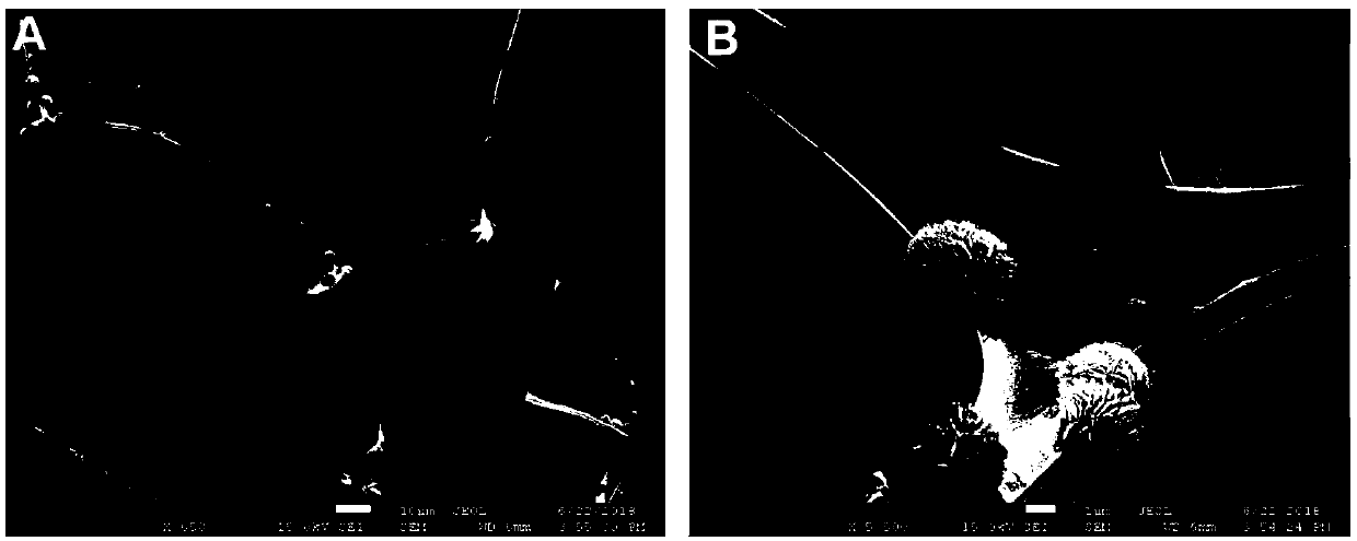 Method for preparing cobaltous oxide manganese nano flower/carbon sponge flexible composite material