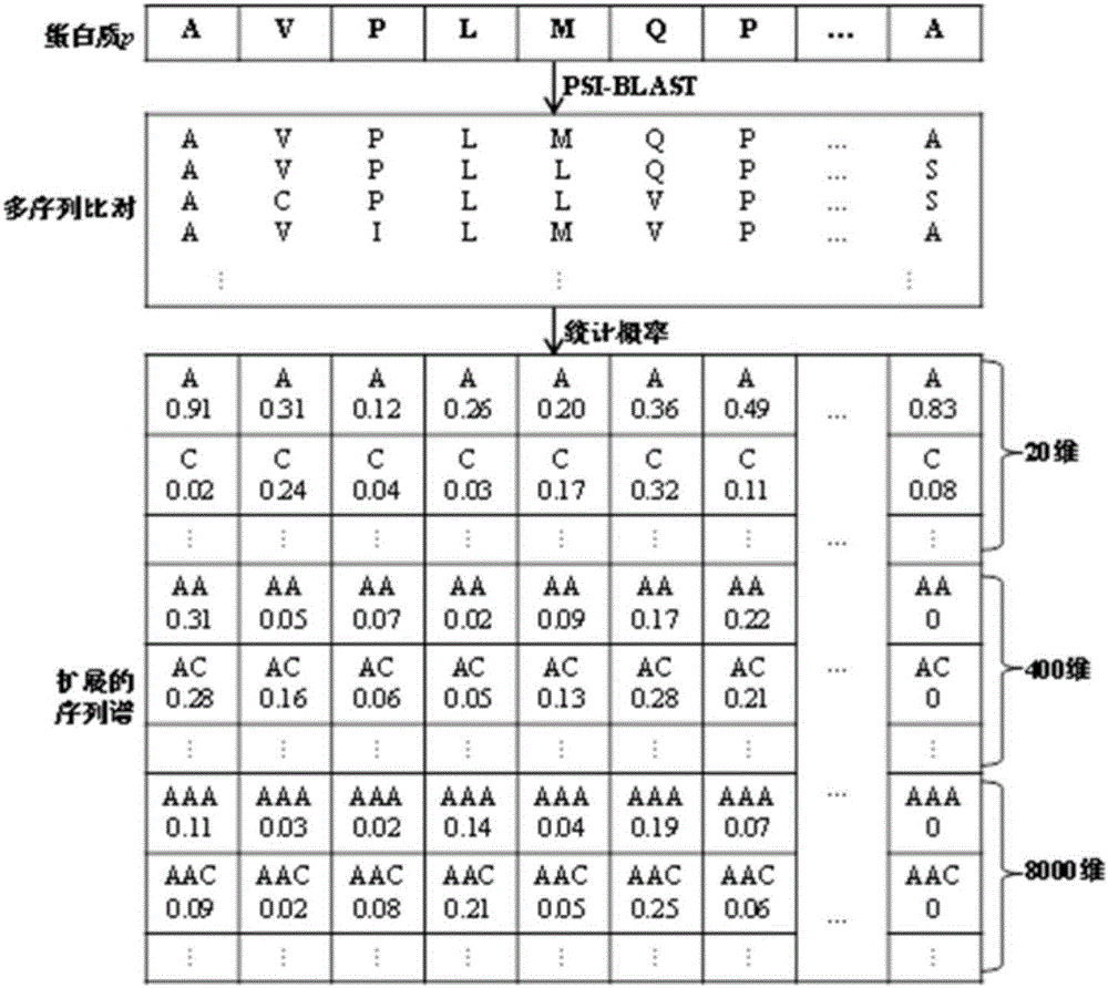 Sequence-order dependent frequency matrix-based biological sequence evolution information extraction method and application thereof