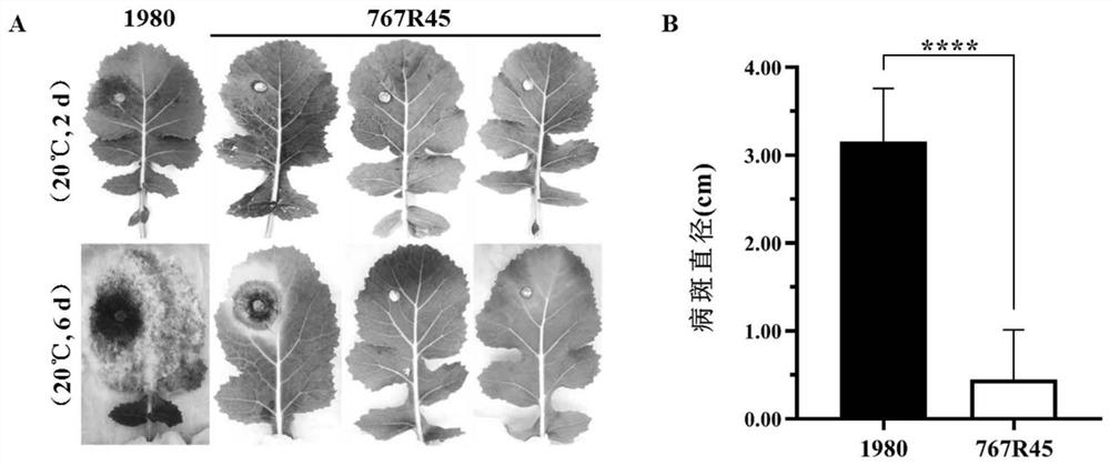 Virus-carrying low-toxicity sclerotinia sclerotiorum and application thereof in biological control