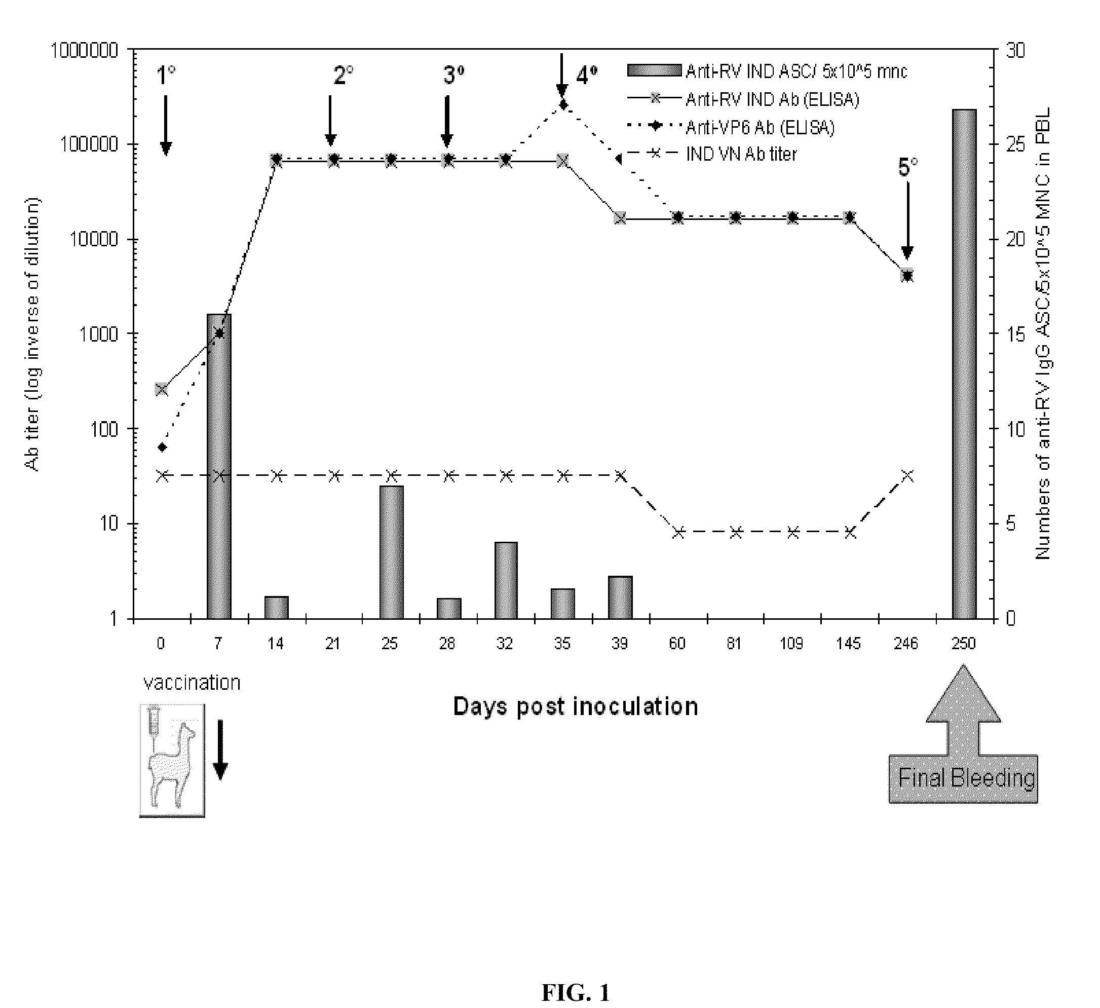 Monomeric vhh domain derived from Anti-vp6 camelid antibodies, dimeric domain, immunisation method, rotavirus detection method, composition, prevention and treatment methods for rotavirus infections