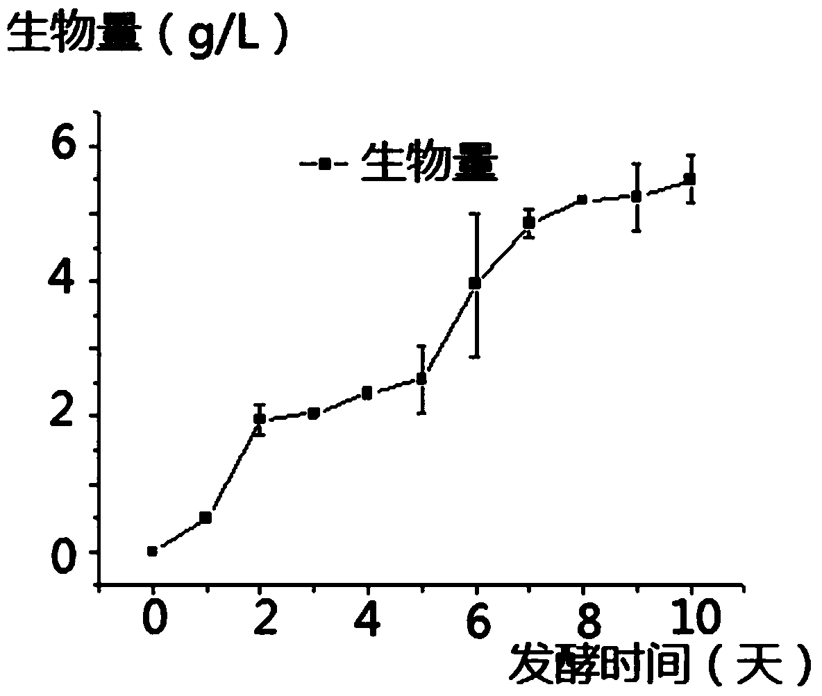 A strain of Monascus purpura and its application in food preparation