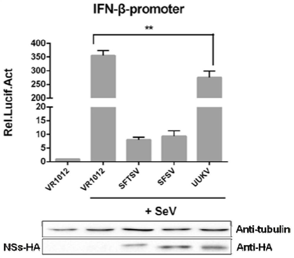 Application of Compound ps-341 in the Preparation of Bunyaviridae Phlebovirus Inhibitors