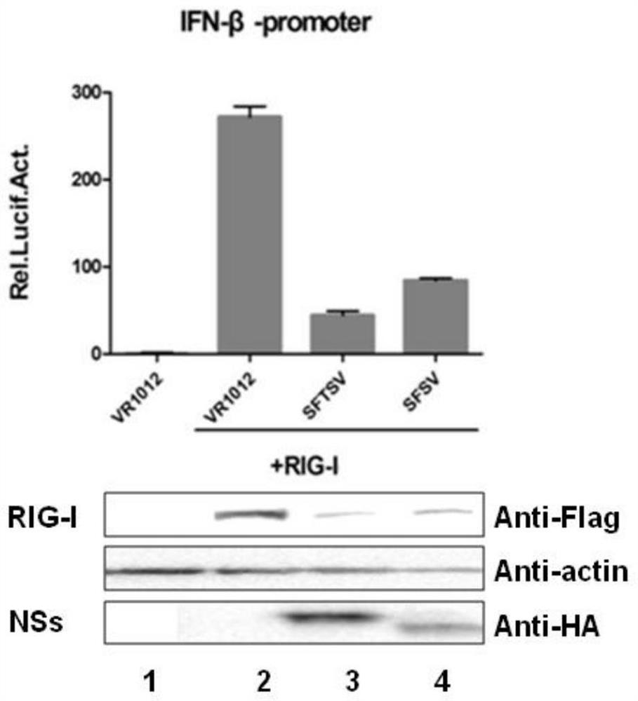 Application of Compound ps-341 in the Preparation of Bunyaviridae Phlebovirus Inhibitors