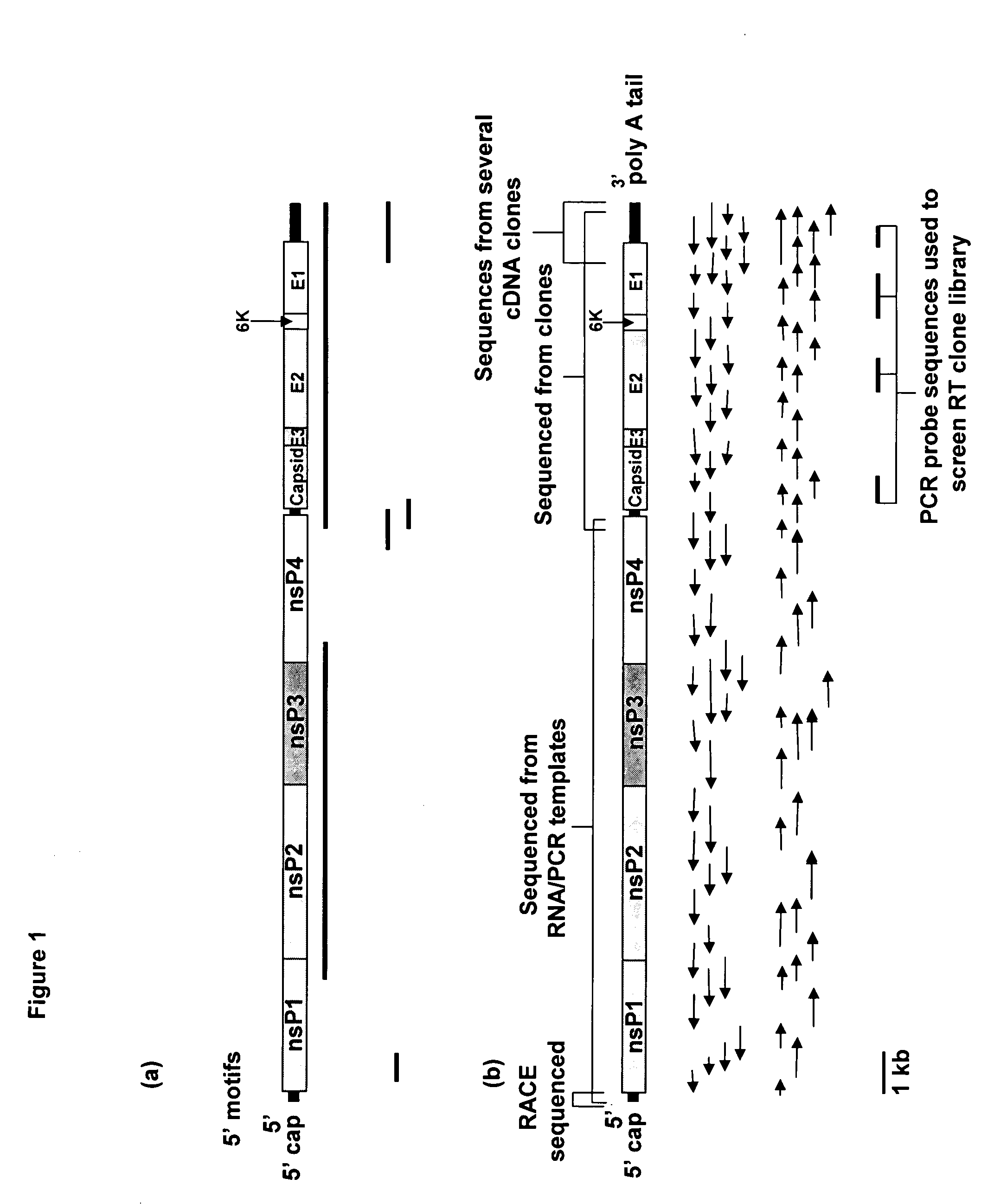 Novel DNA-based vaccine against the encephalitis alphaviruses