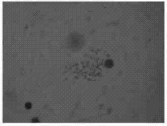 Culter alburnus gynogenesis inducing method