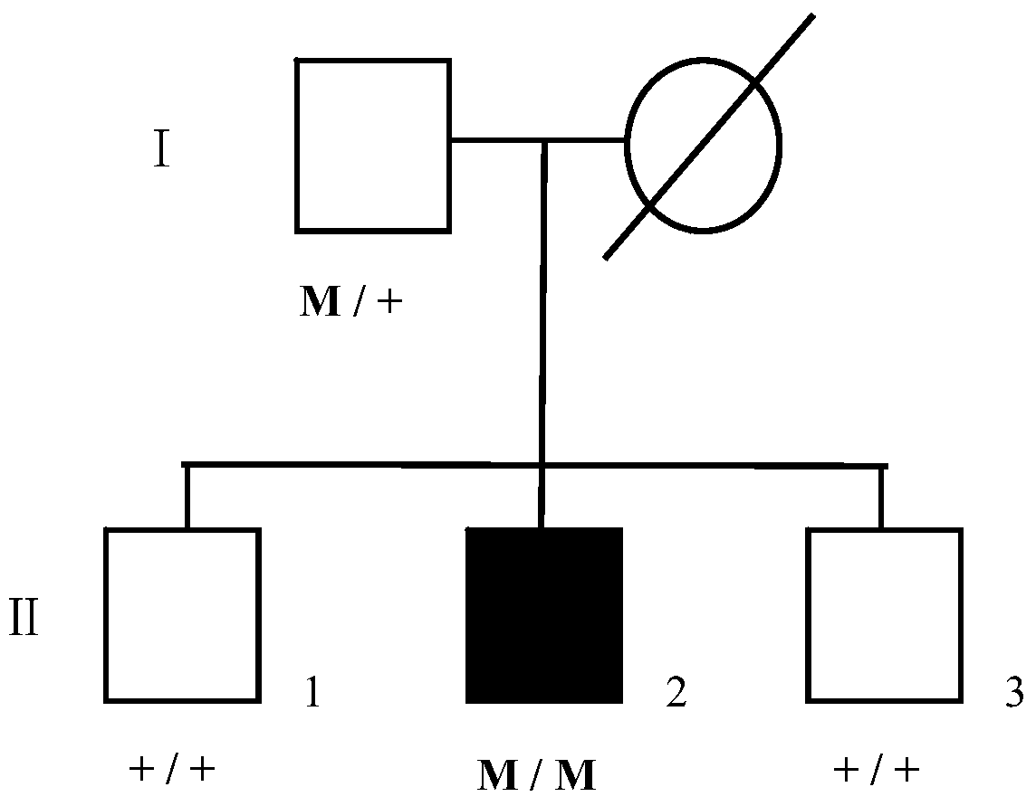 cyp4v2 gene mutant and its application