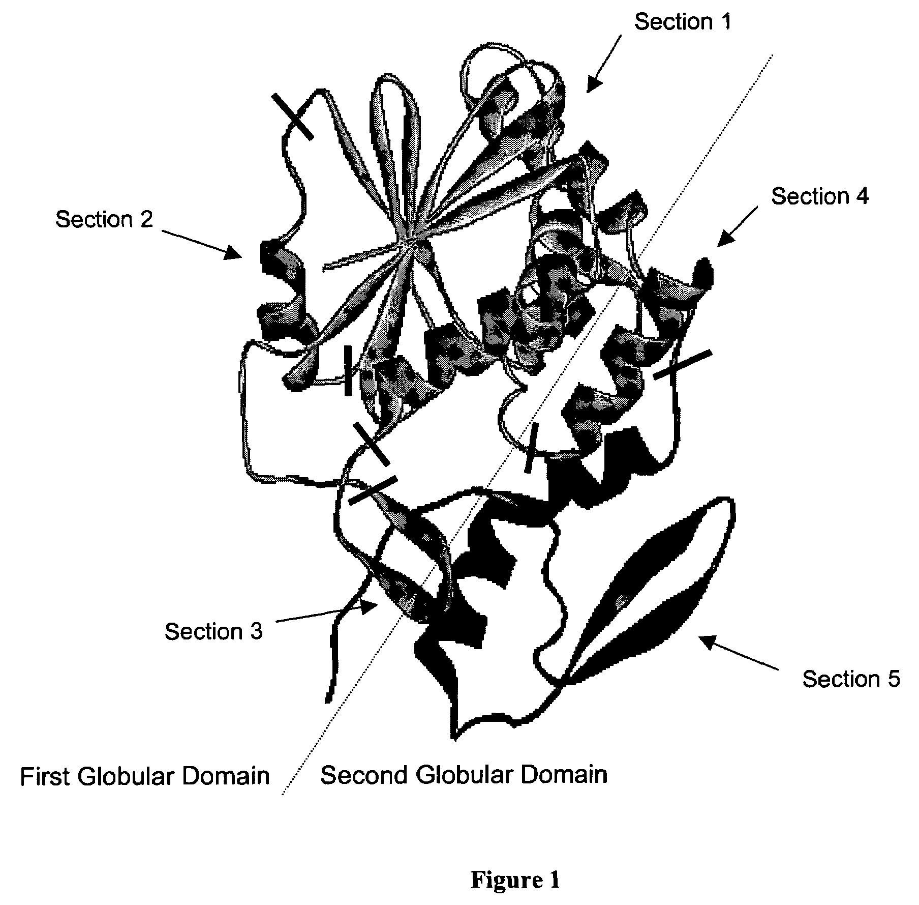 Ricin toxin A-chain fragment for use as a vaccine