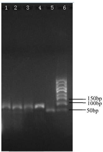 Specific primer for identifying donkey-sourced components in colla corii asini, kit and identifying method