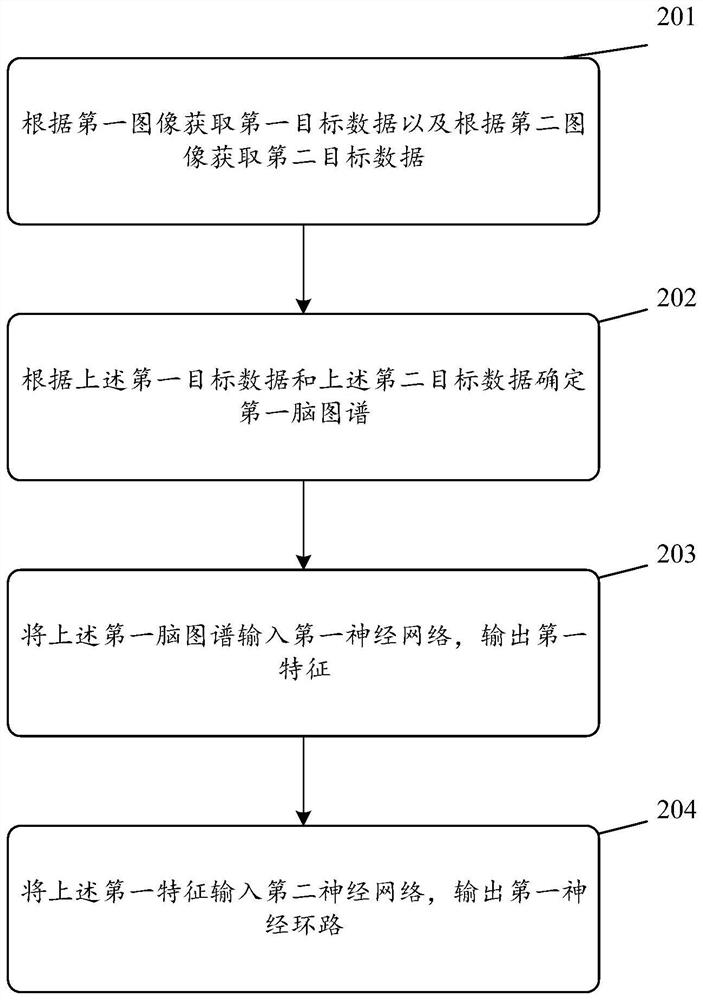 Brain map construction and neural circuit detection method and related products