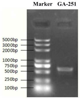 Gibberella fujikuroia mutant strain with high yield of gibberellin GA3 and applications thereof