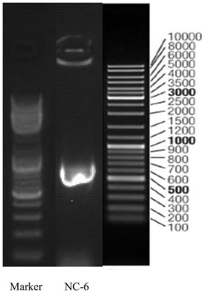 Rhizopus oryzae variant NC-6 for producing L-lactic acid with high yield and high optical purity and application of Rhizopus oryzae variant NC-6